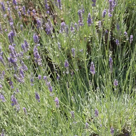 Nina * Seget Vranjica